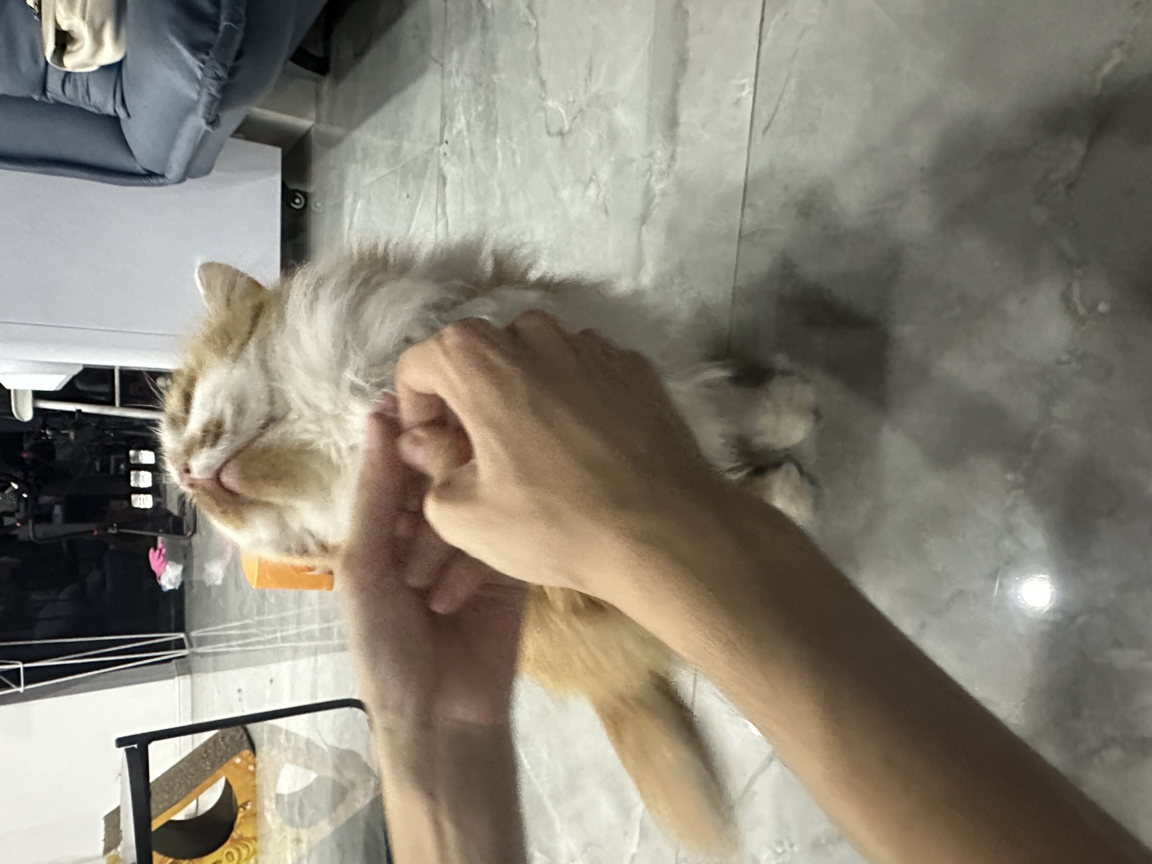 IMG_2511.jpeg