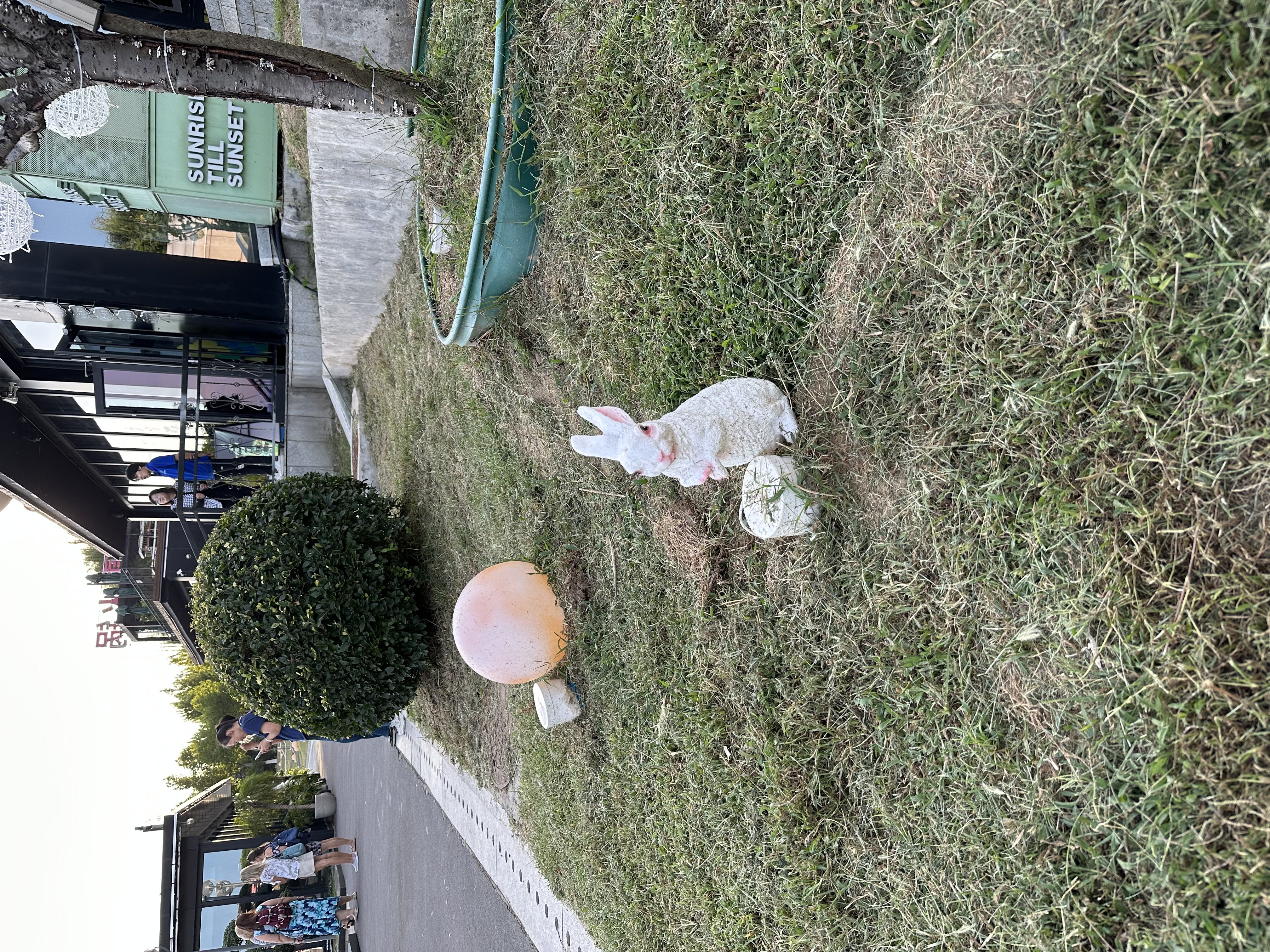 IMG_3721.jpeg IMG_3721.jpeg