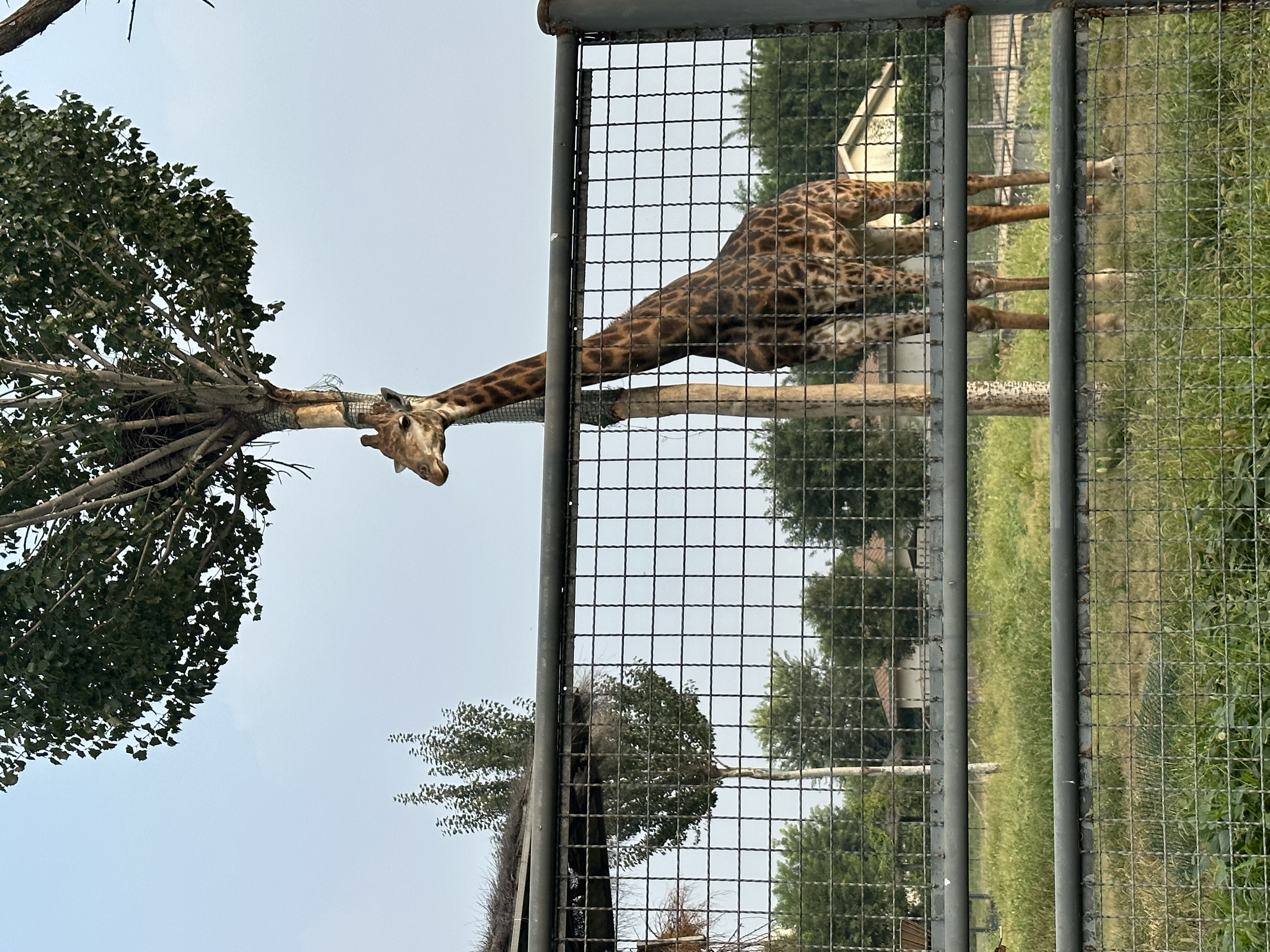 IMG_3387.jpeg IMG_3387.jpeg