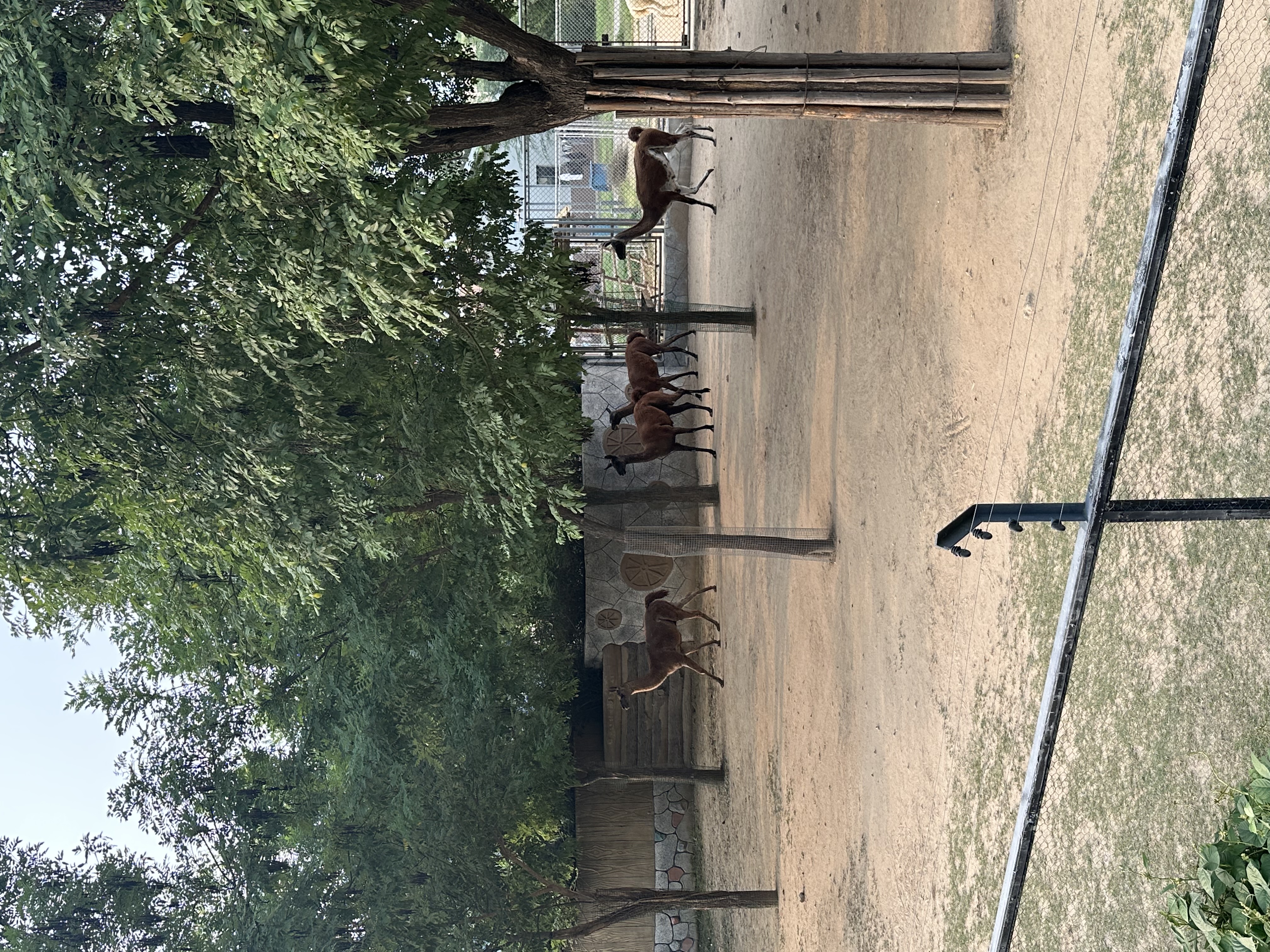 IMG_3393.jpeg IMG_3393.jpeg